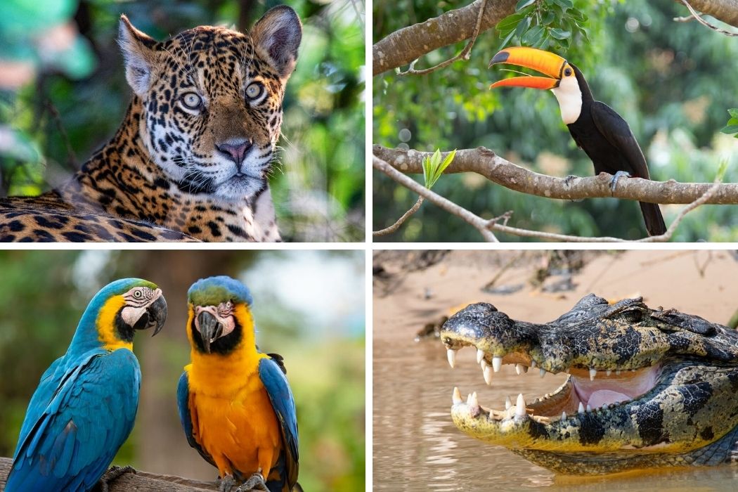 Destinations to see wild animals in Brazil