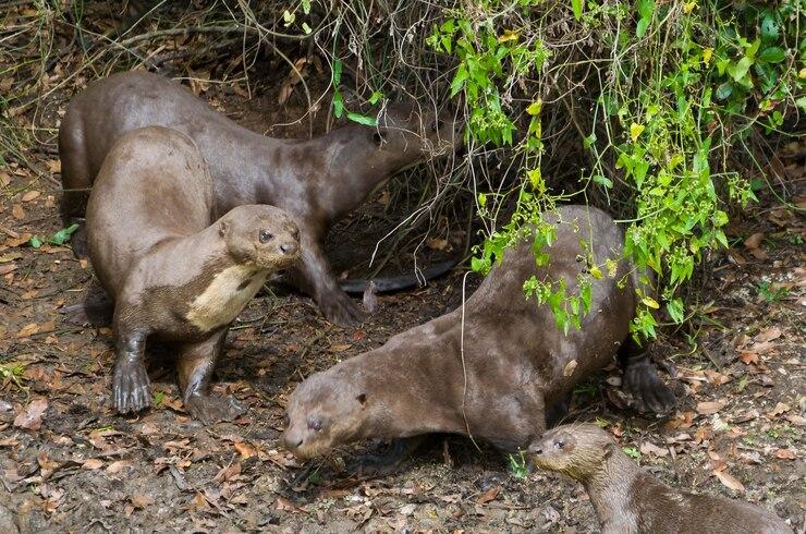 Typical Animals of Brazil 